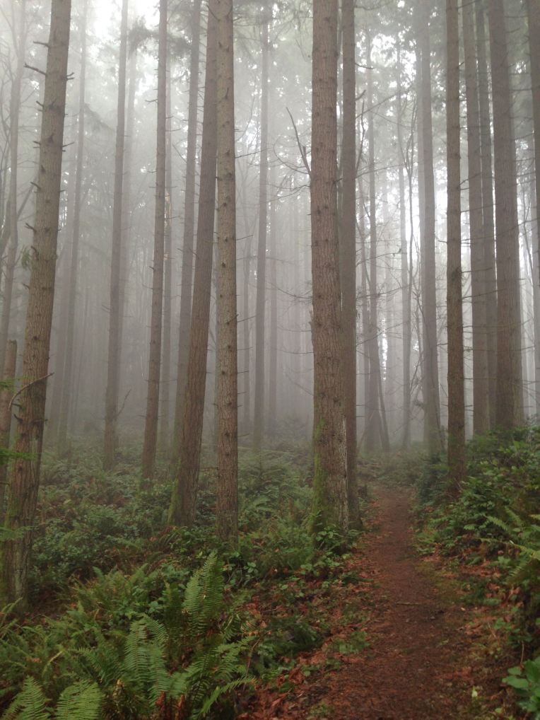 So much fog this year. Cougar Mountain.